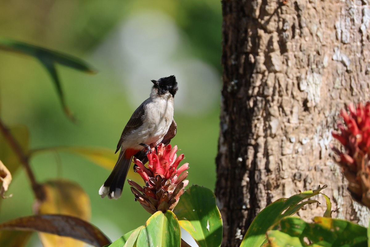 コシジロヒヨドリ - ML646289704