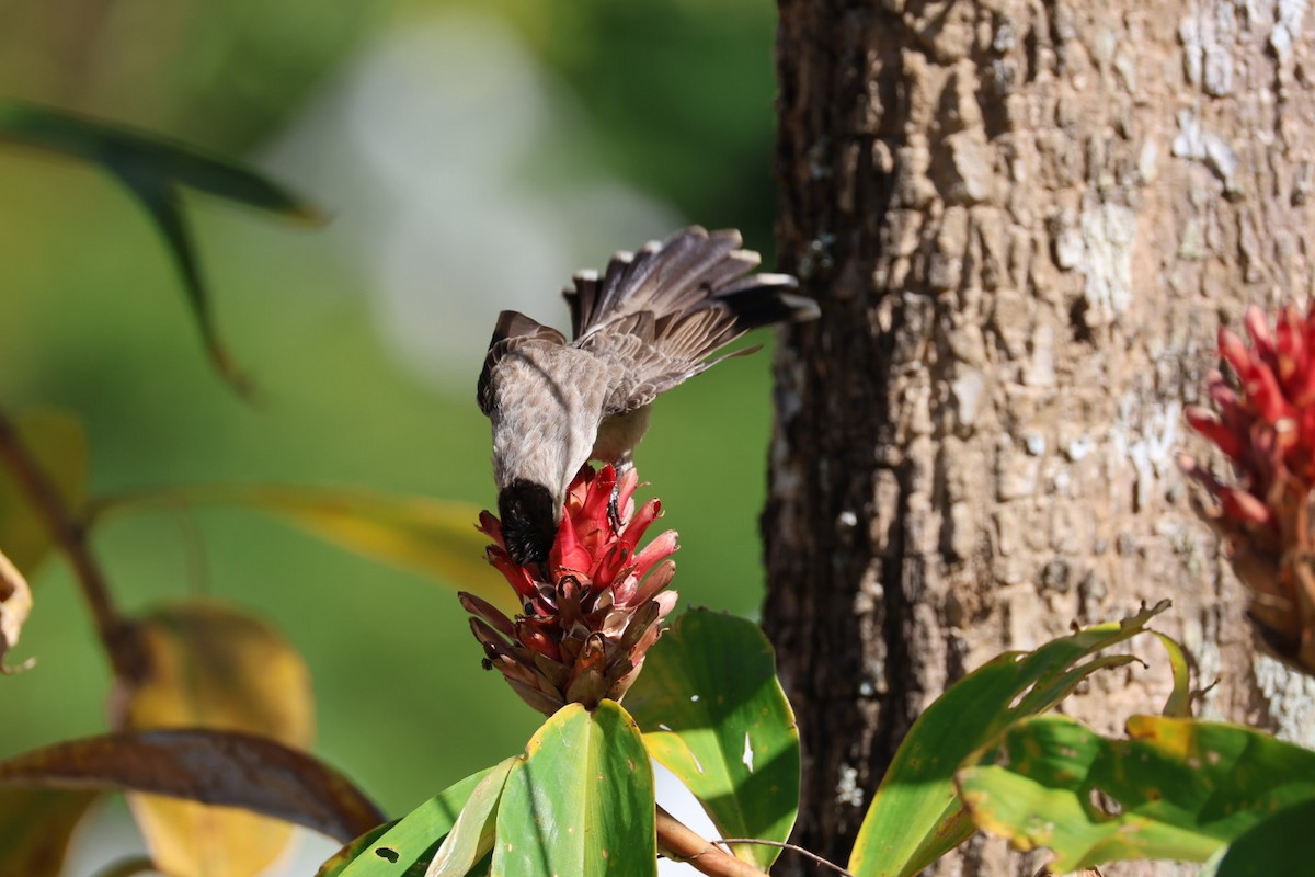 コシジロヒヨドリ - ML646289705