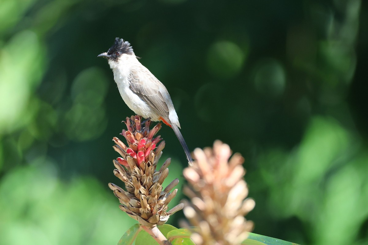 コシジロヒヨドリ - ML646289706