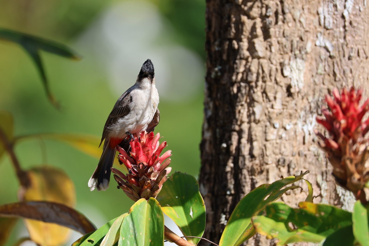 コシジロヒヨドリ - ML646289707