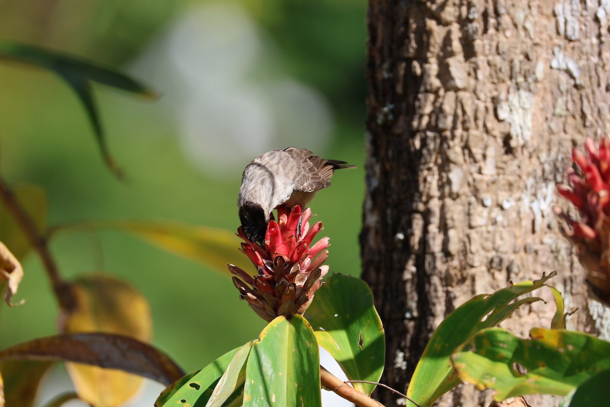 コシジロヒヨドリ - ML646289708