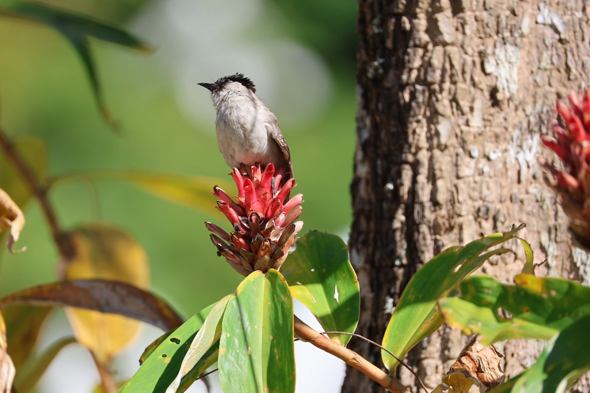 コシジロヒヨドリ - ML646289709