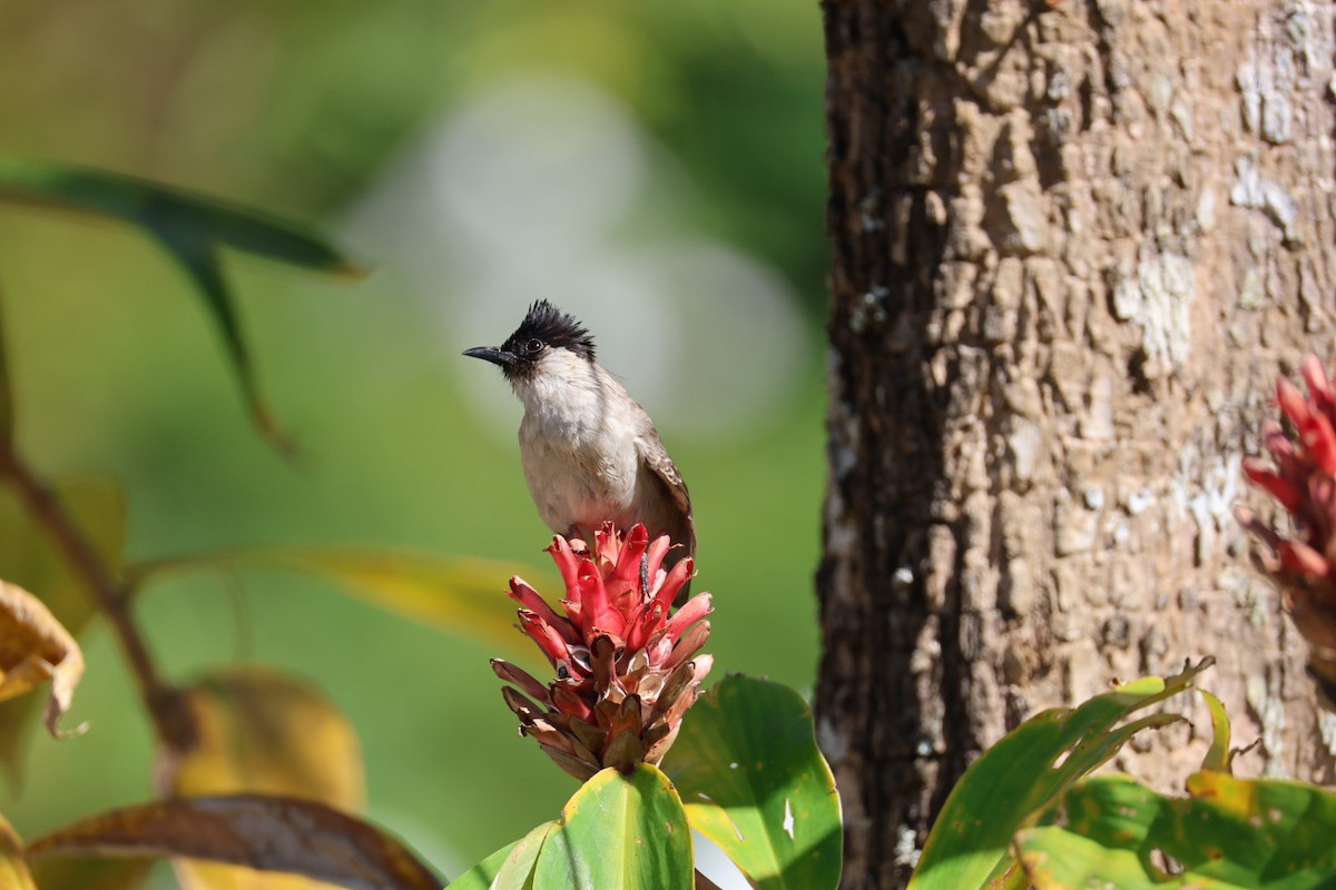 コシジロヒヨドリ - ML646289710