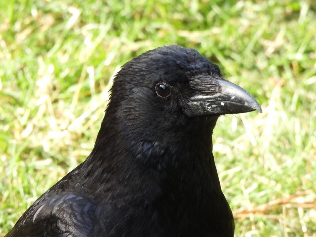 ハシボソガラス - ML646289711