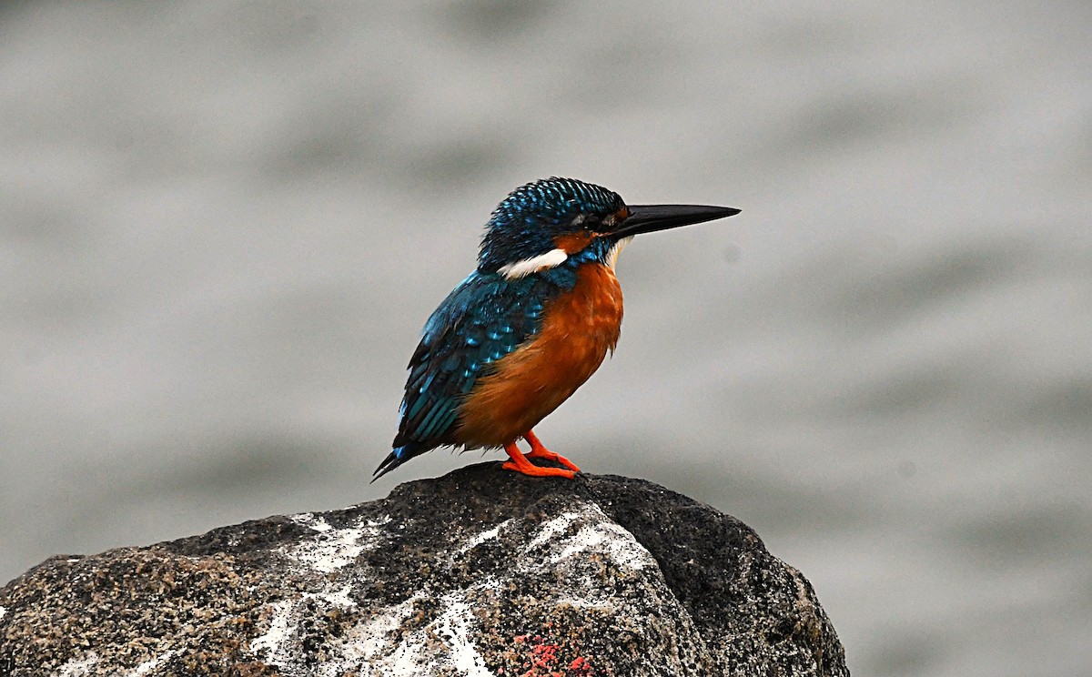 カワセミ - ML646289713