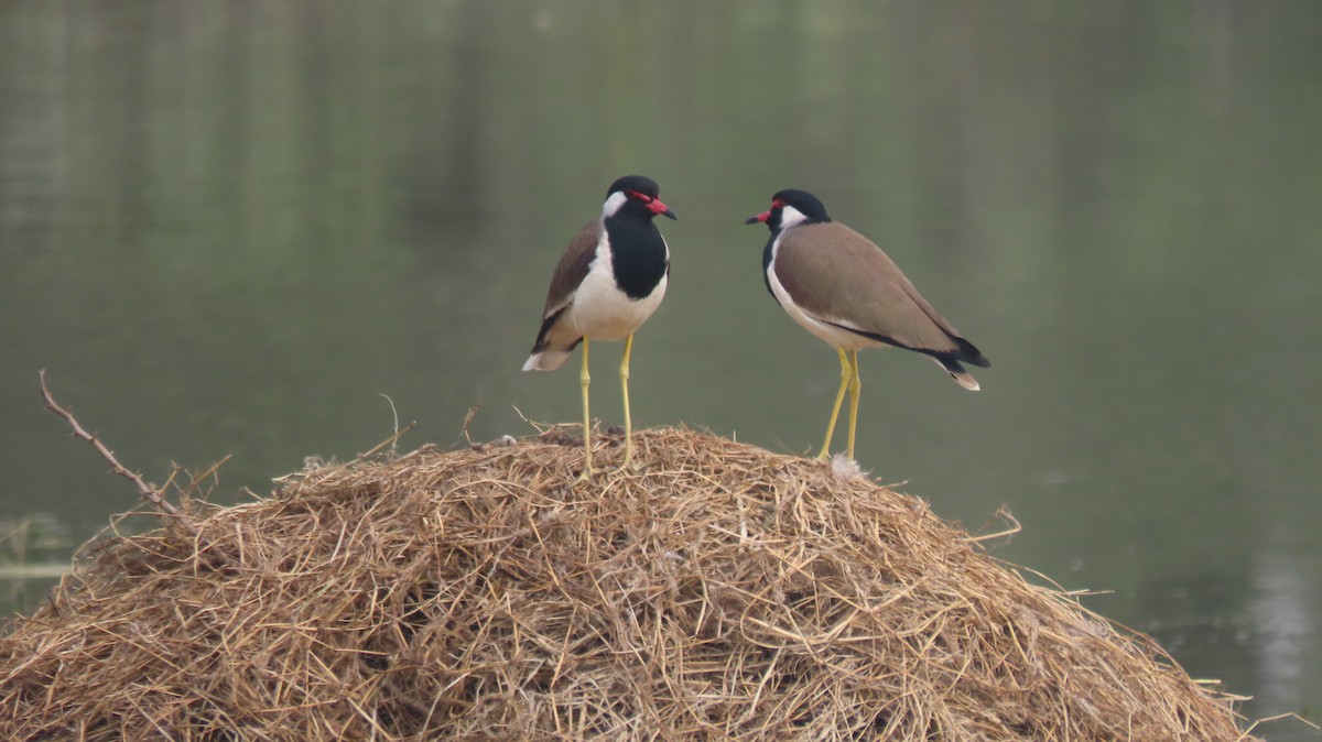 インドトサカゲリ - ML646289715