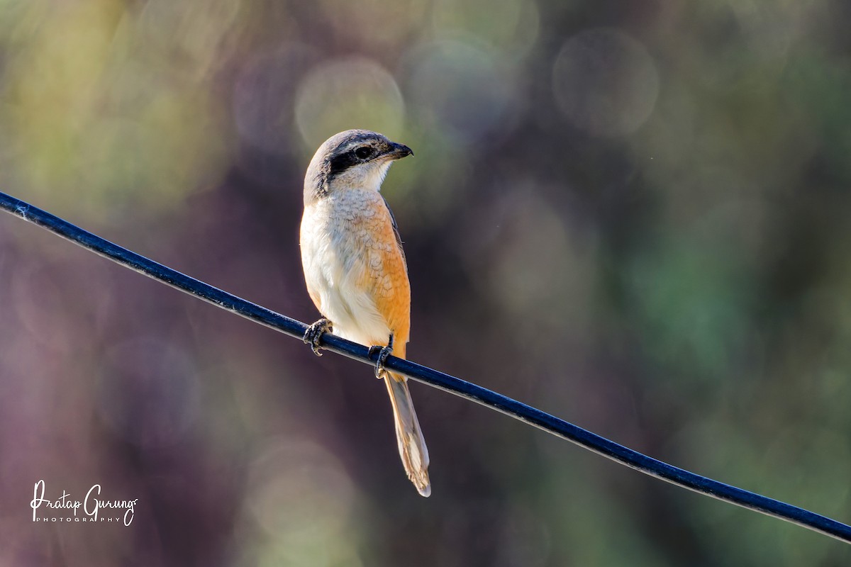 チベットモズ - ML646289716