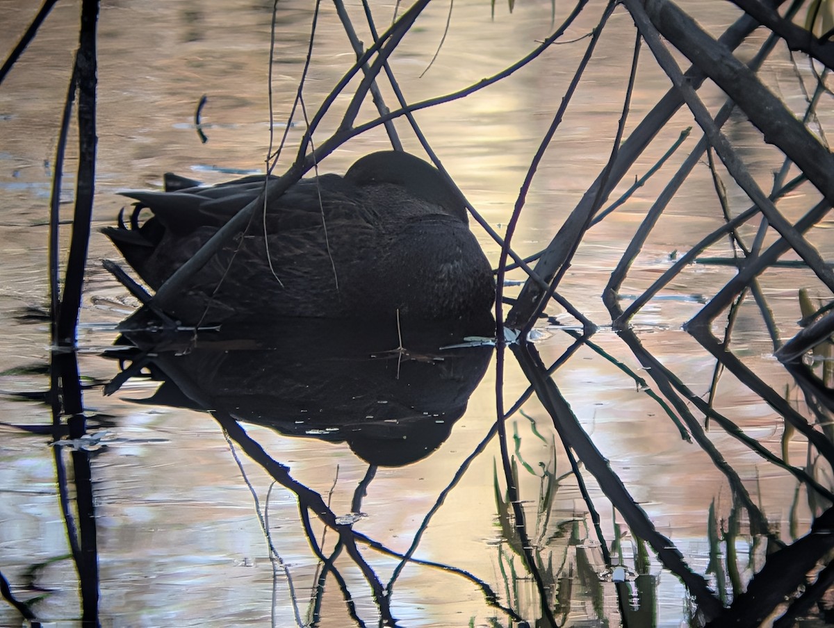 雑種 マガモ ｘ アメリカガモ - ML646289718