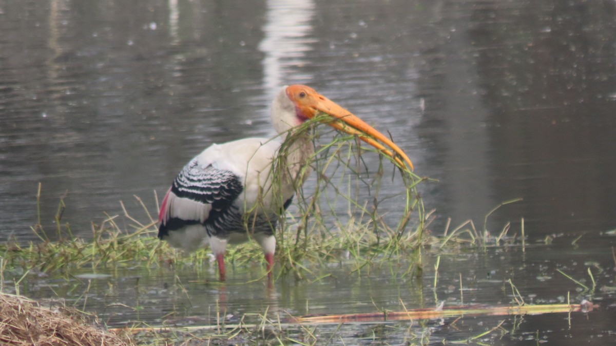 インドトキコウ - ML646289719