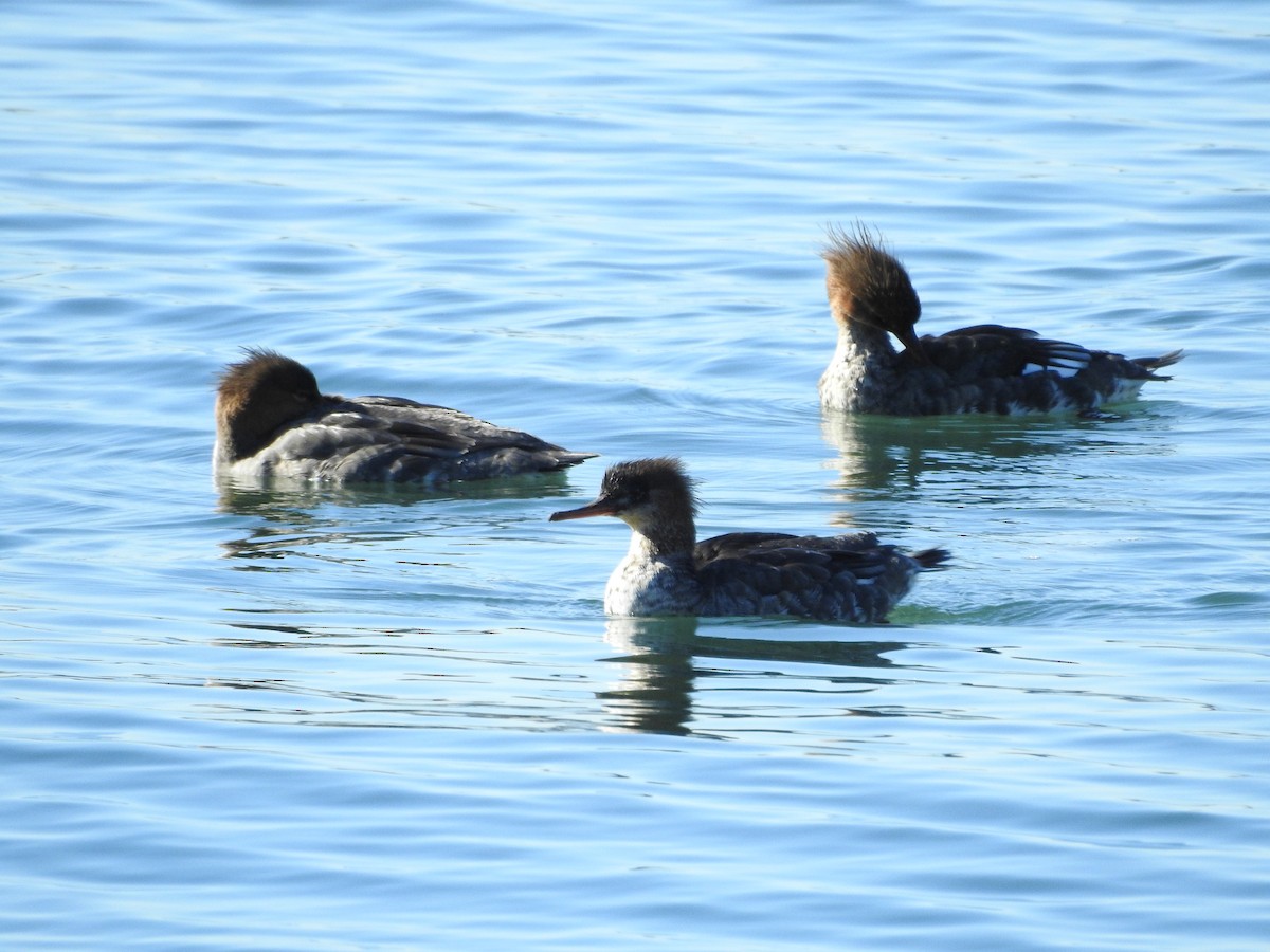 ウミアイサ - ML646289721