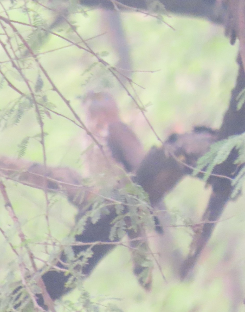 Common Hawk-Cuckoo - ML646289724