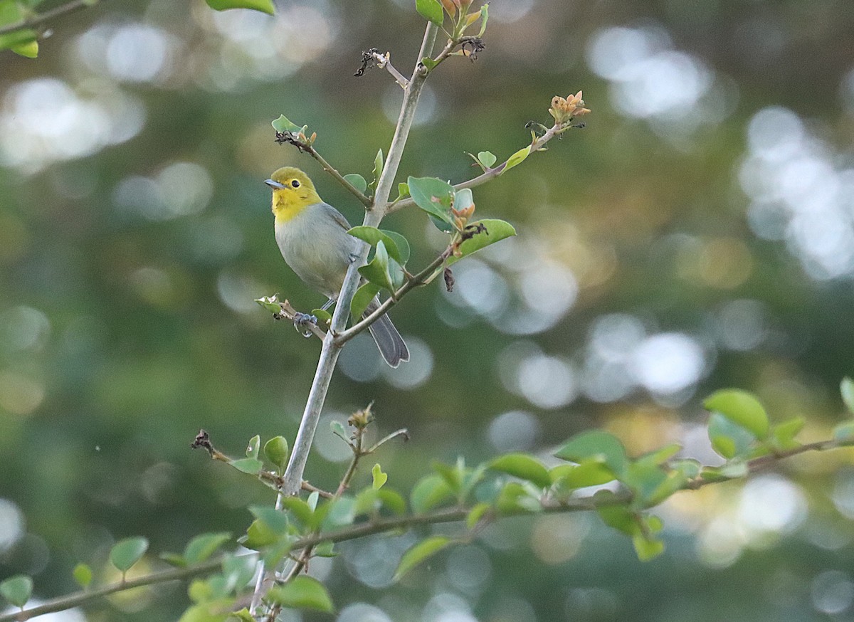 Yellow-headed Warbler - ML646289725