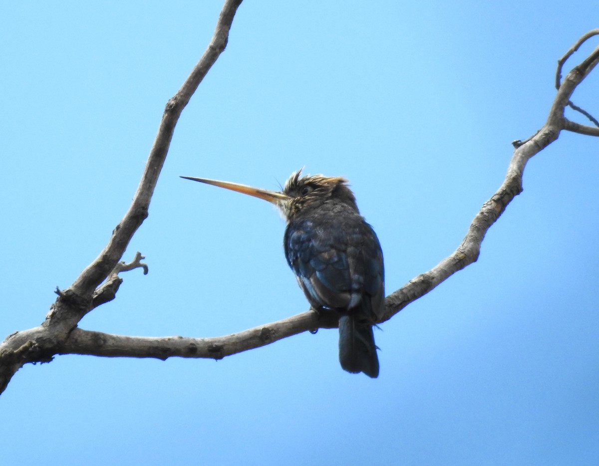 Brown Jacamar - ML646289726