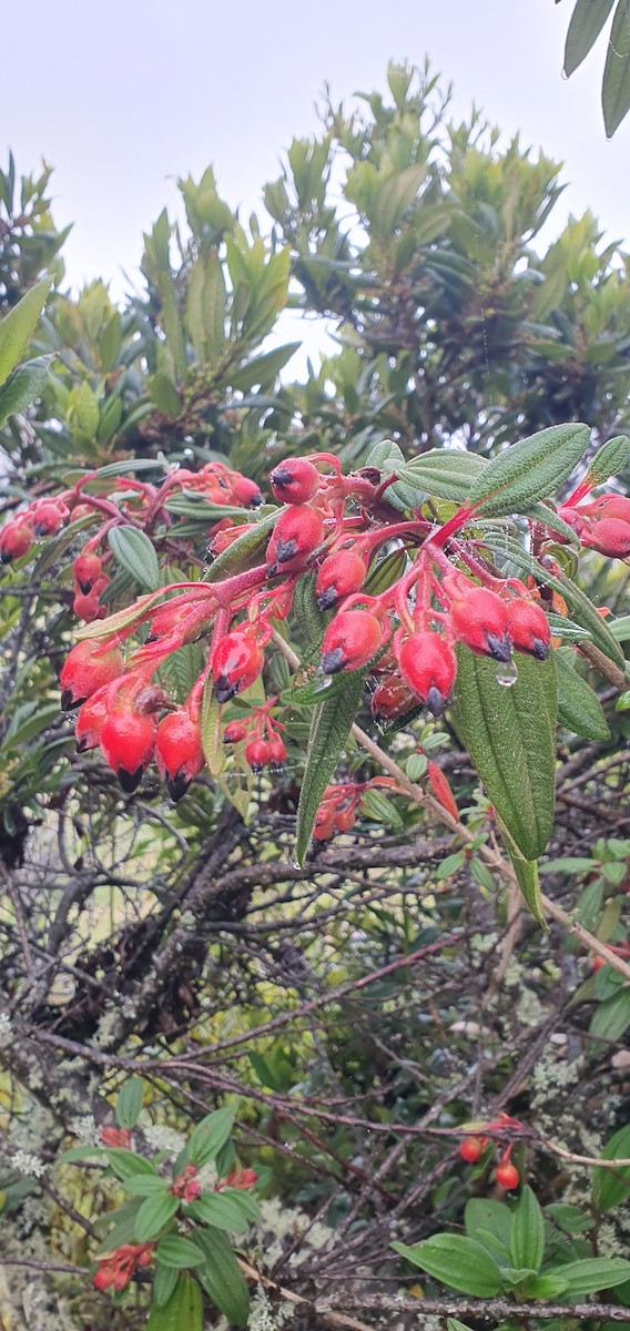 Black-hooded Sunbeam - ML646289727