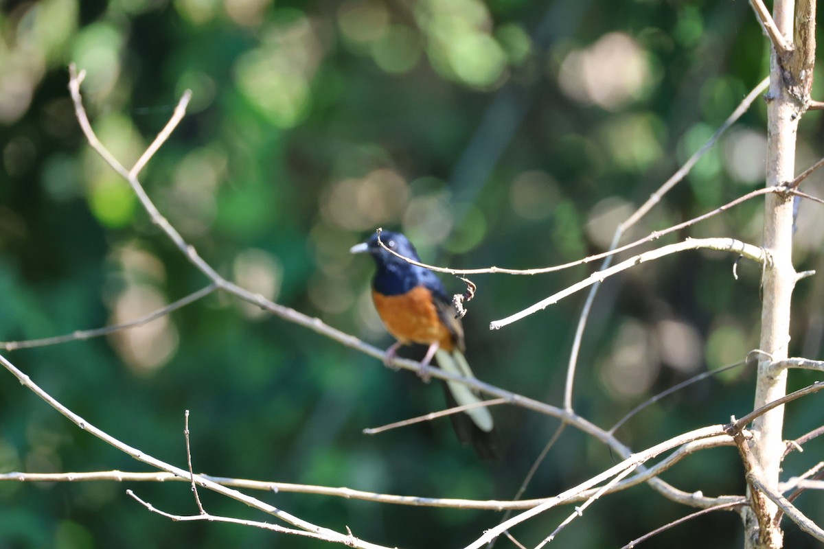 White-rumped Shama - ML646289728