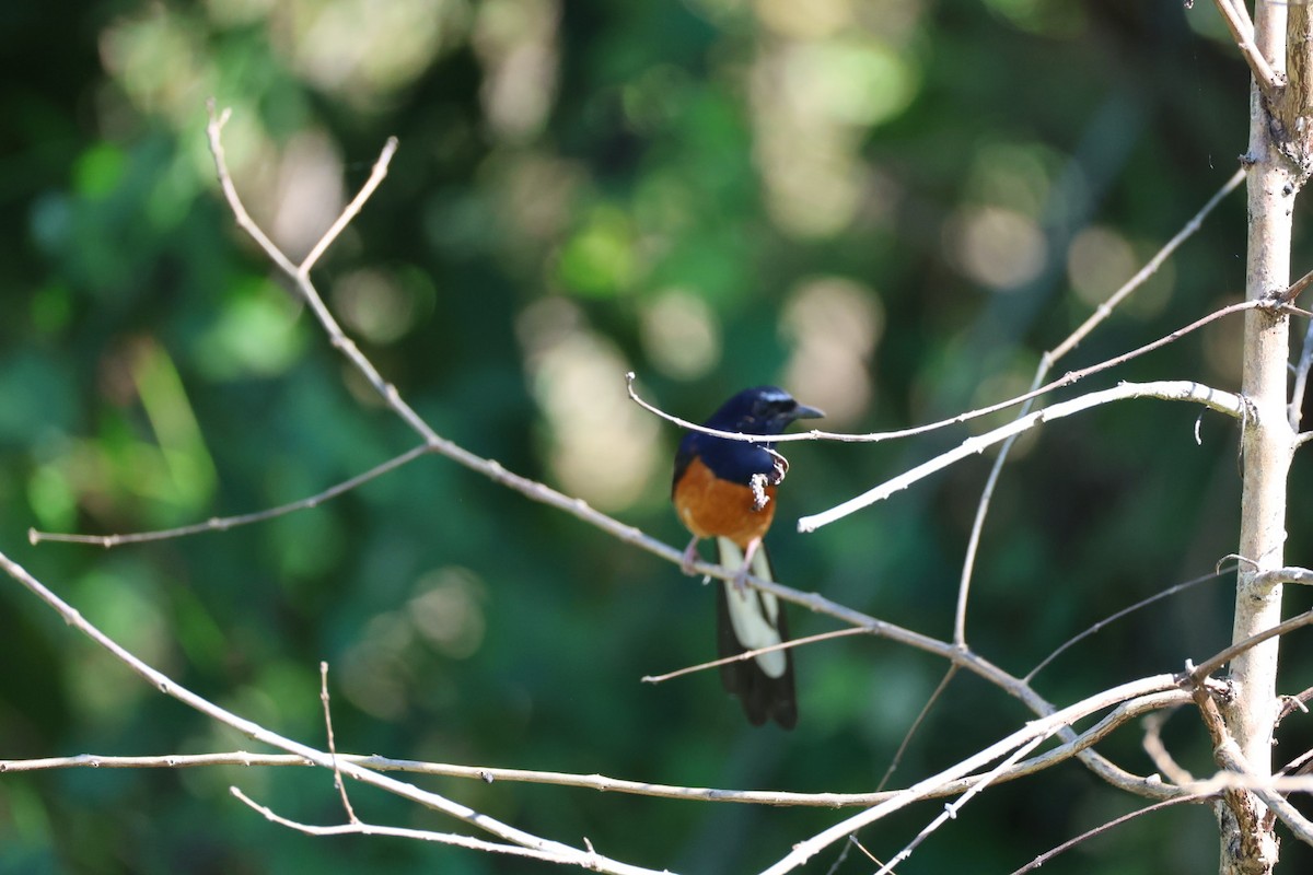 White-rumped Shama - ML646289729