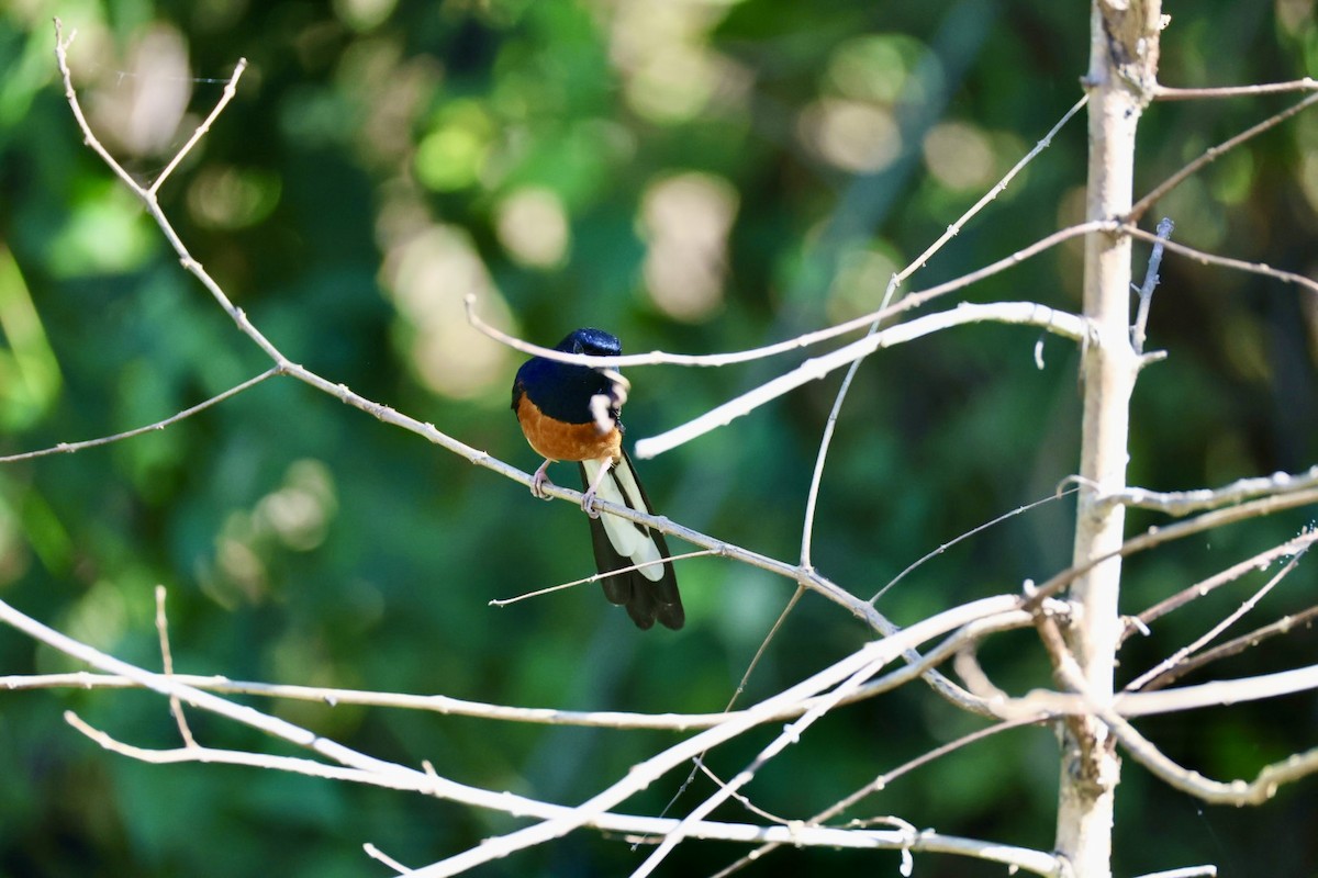 White-rumped Shama - ML646289730