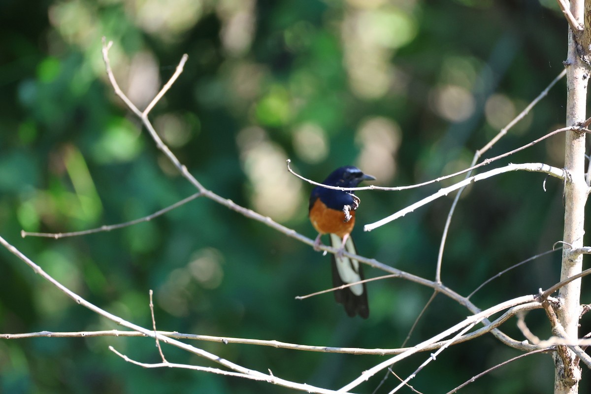 White-rumped Shama - ML646289731