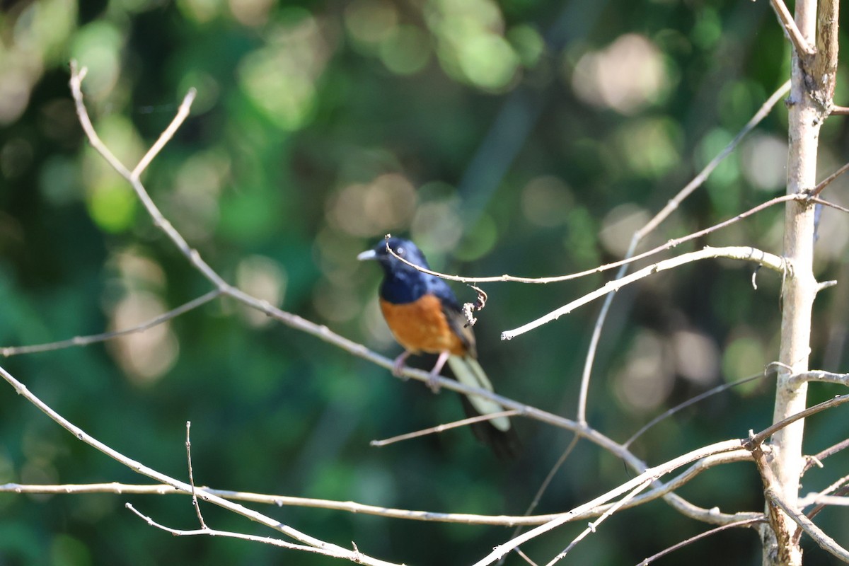 White-rumped Shama - ML646289732
