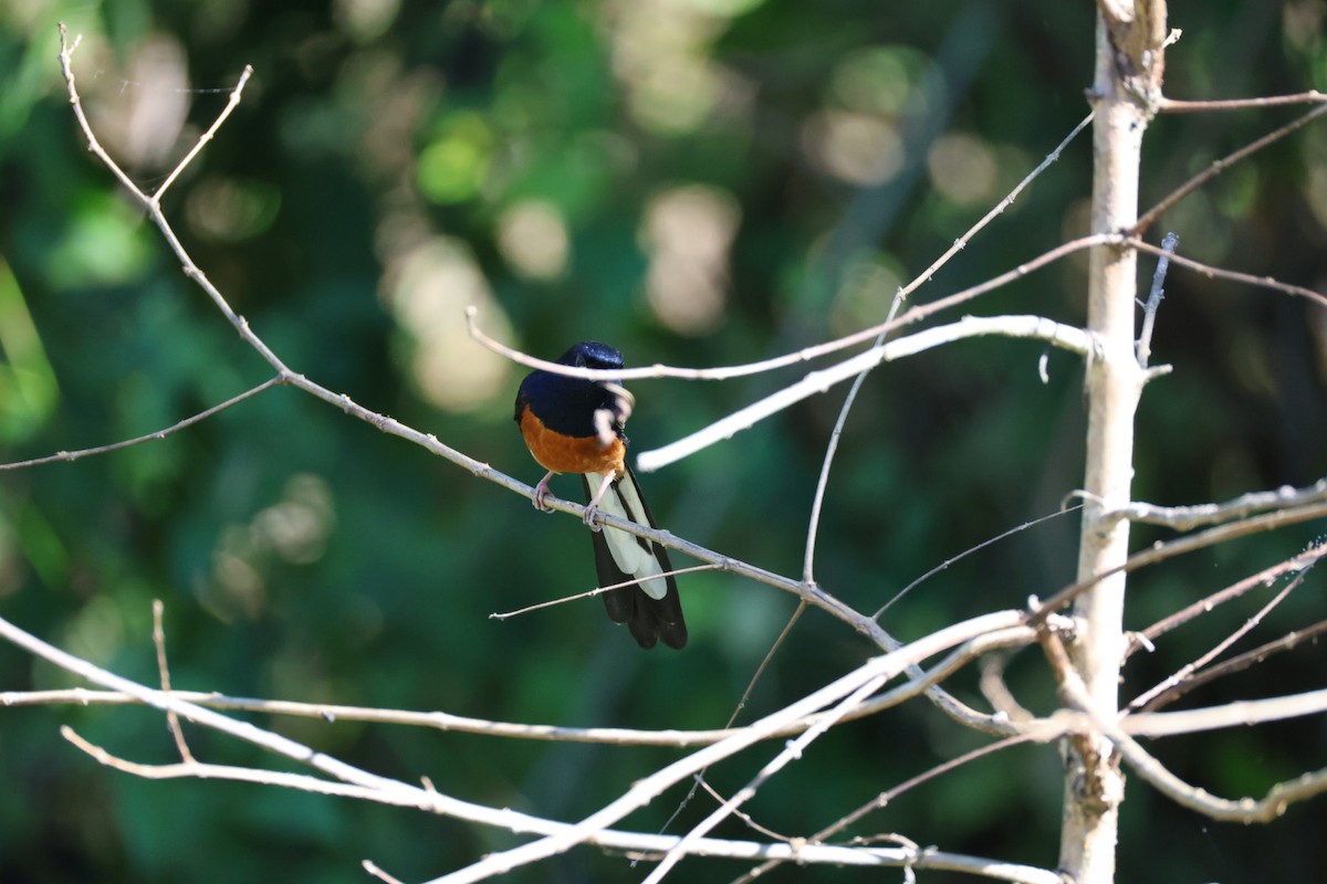 White-rumped Shama - ML646289733