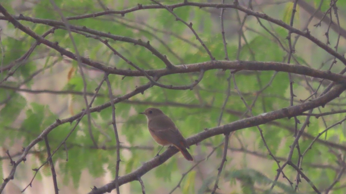 Codirosso spazzacamino - ML646289734