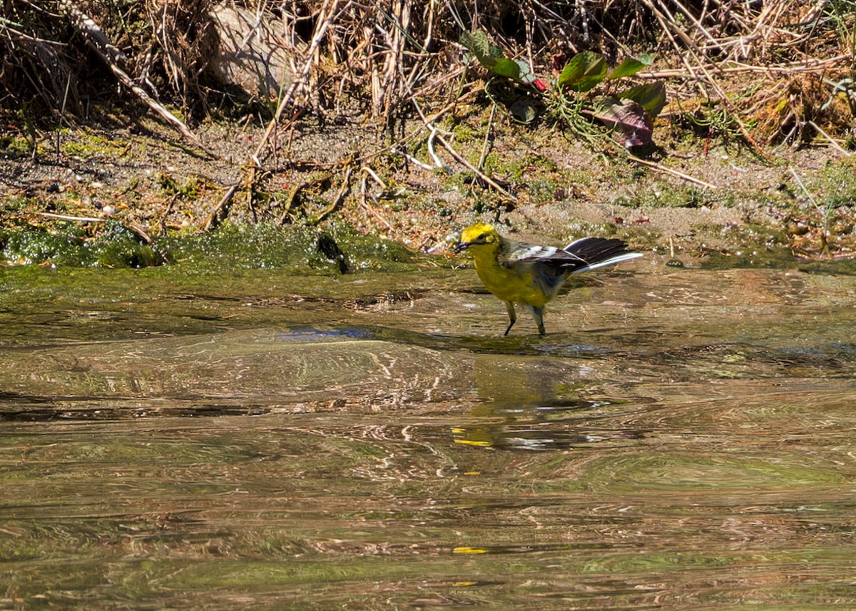 Cutrettola testagialla orientale - ML646289735