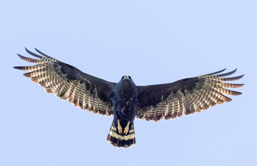 Zone-tailed Hawk - ML646289737