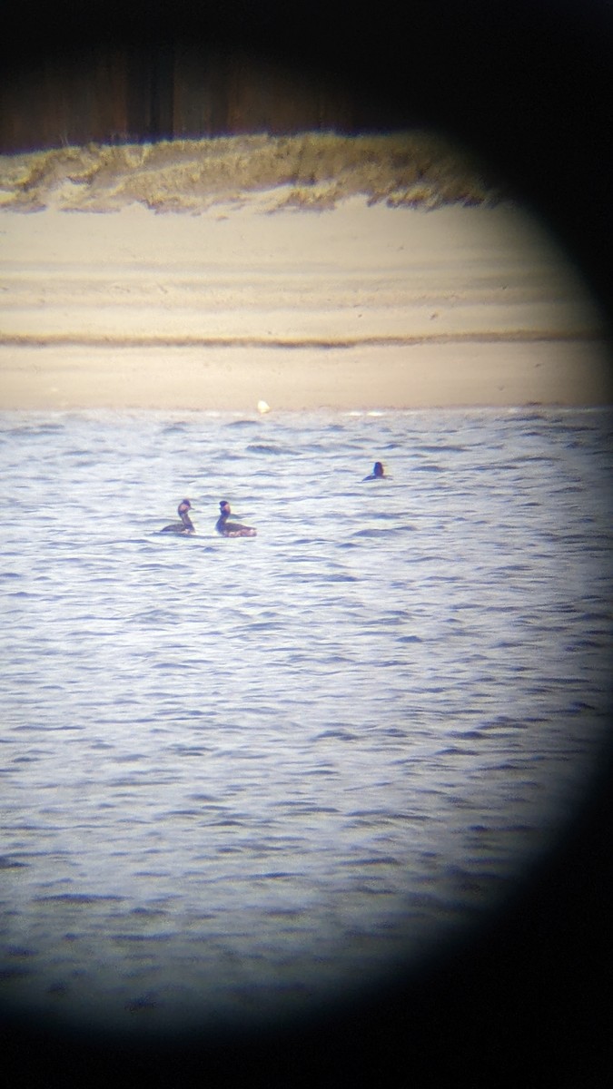 Svasso piccolo - ML646289738