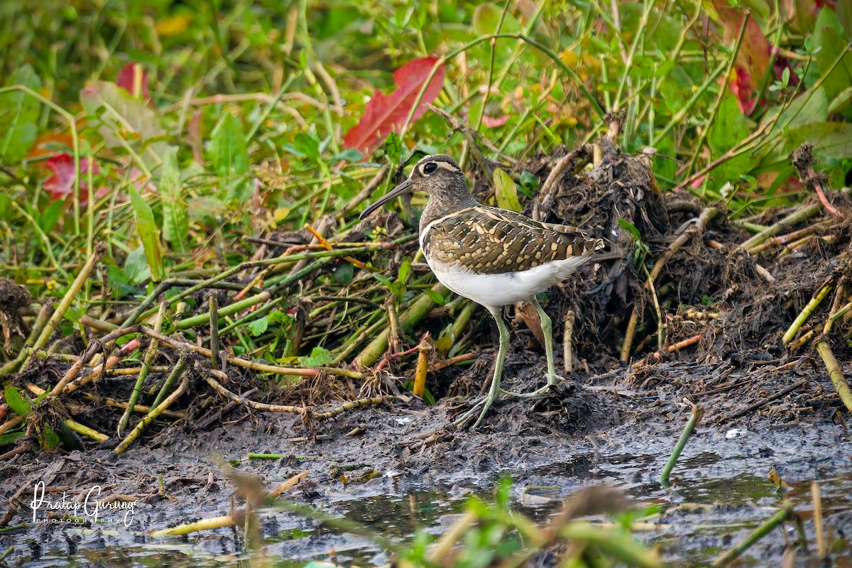 Greater Painted-Snipe - ML646289741