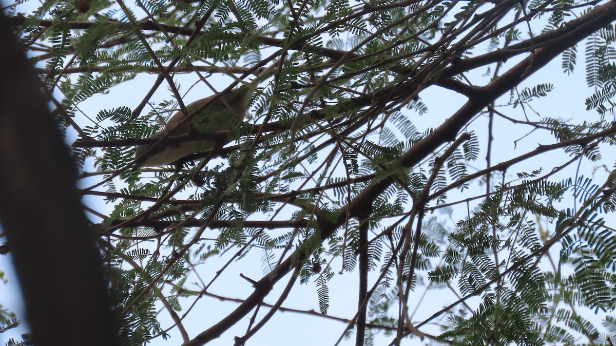 Bigiarella - ML646289742