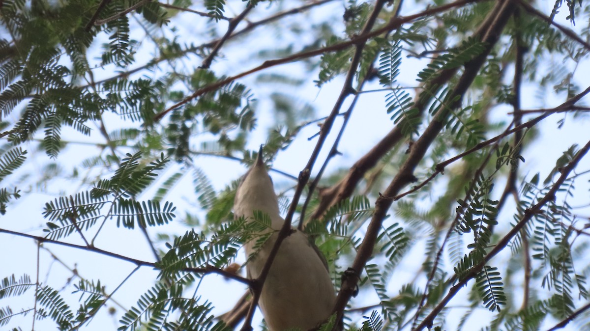 Bigiarella - ML646289743