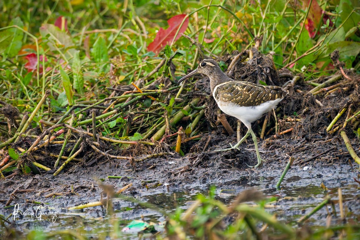 Greater Painted-Snipe - ML646289744