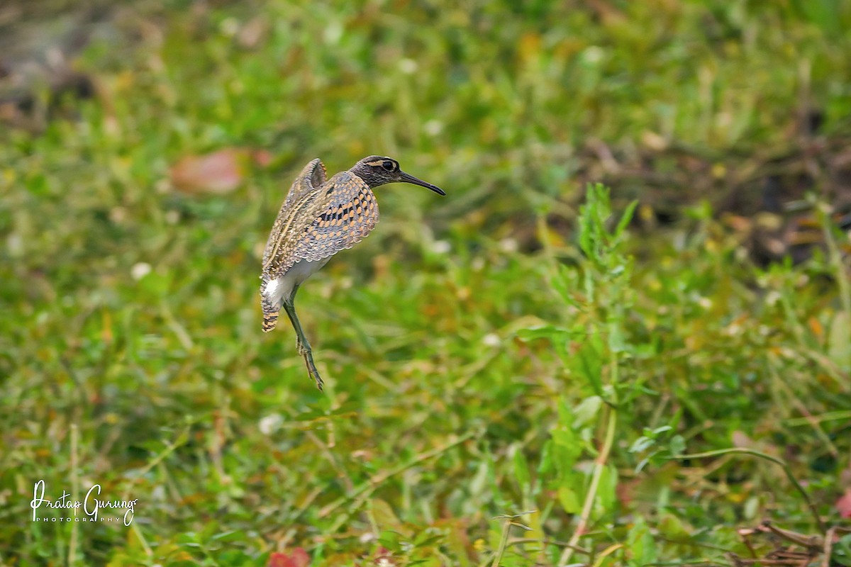 Greater Painted-Snipe - ML646289745