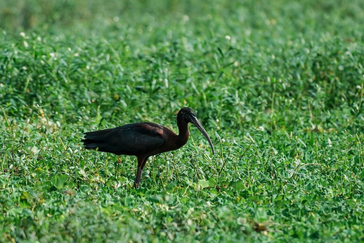 Mignattaio - ML646289746