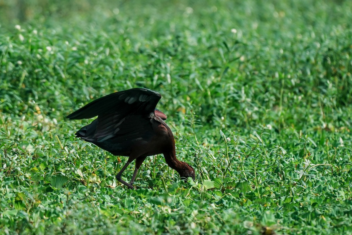 Mignattaio - ML646289747