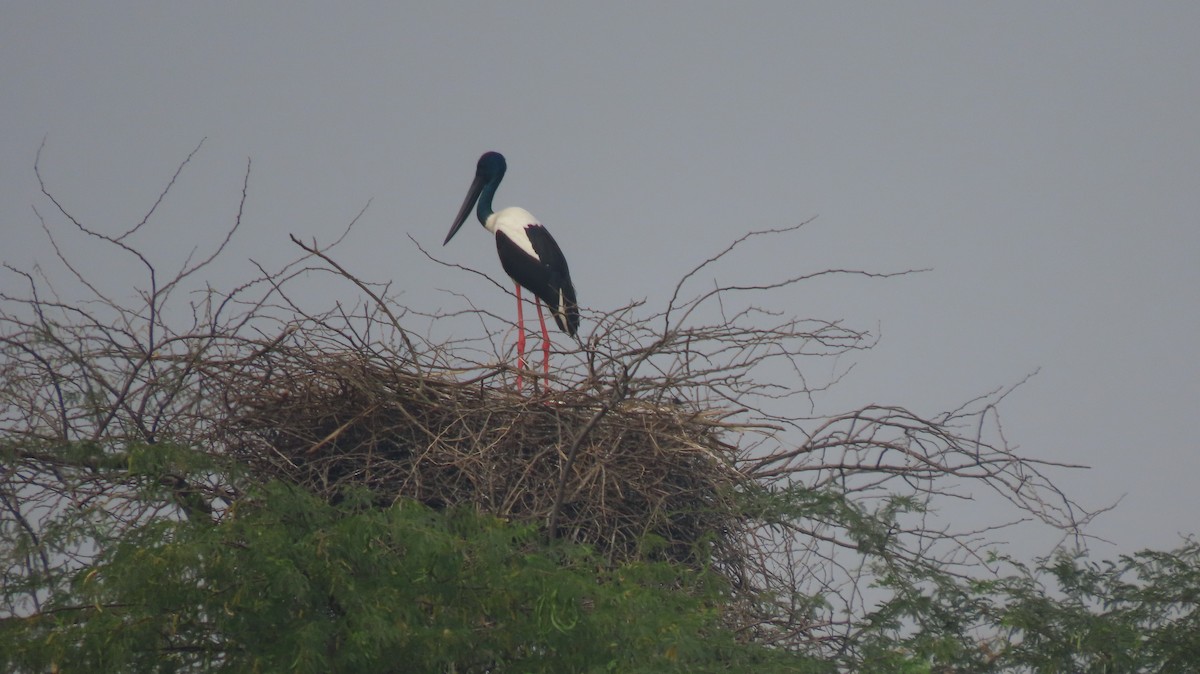 Black-necked Stork - ML646289748