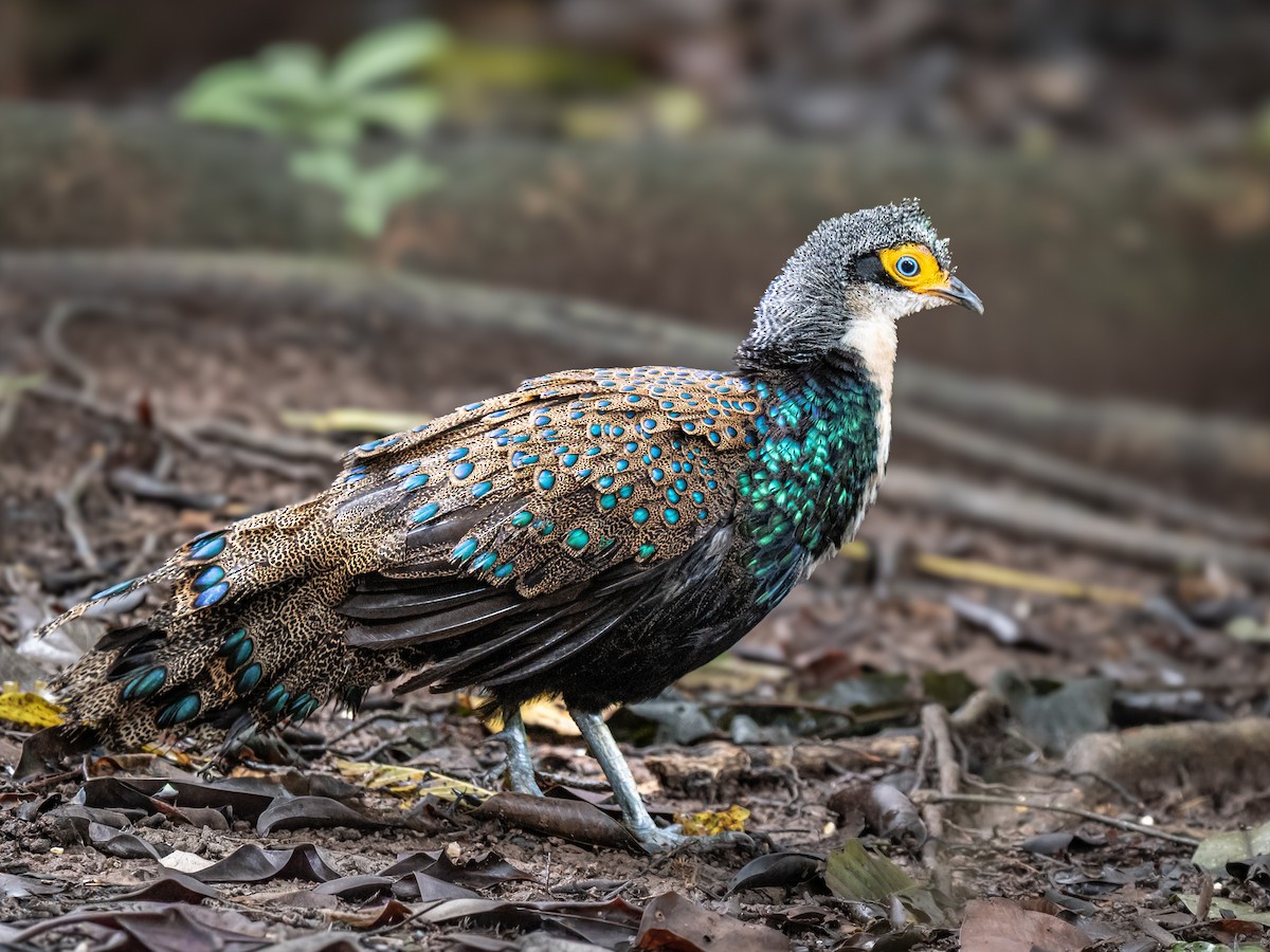 Bornean Peacock-Pheasant - ML646289751