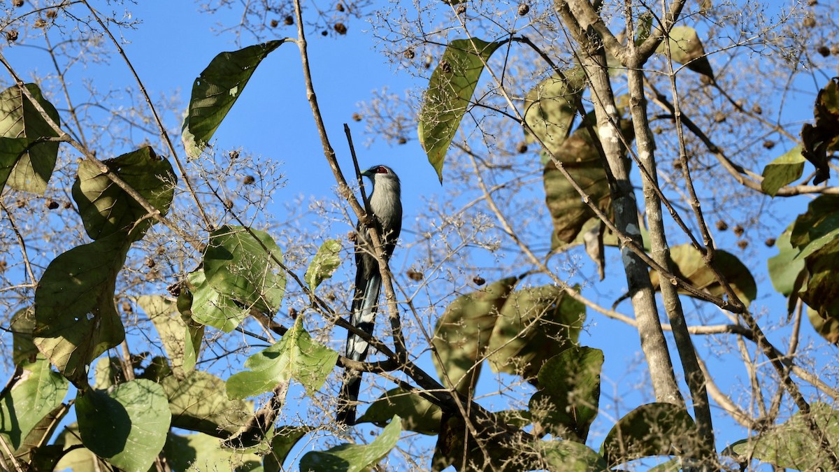 Green-billed Malkoha - ML646289764