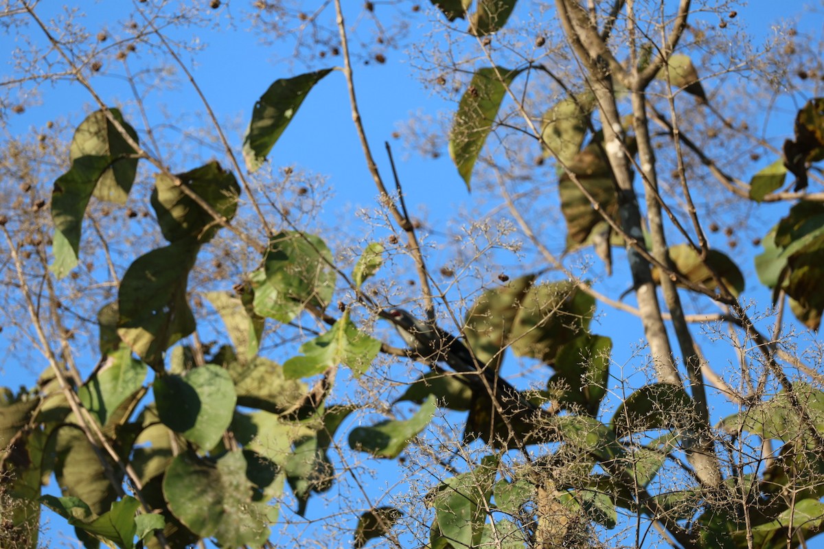 Green-billed Malkoha - ML646289767