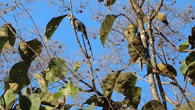 Green-billed Malkoha - ML646289771