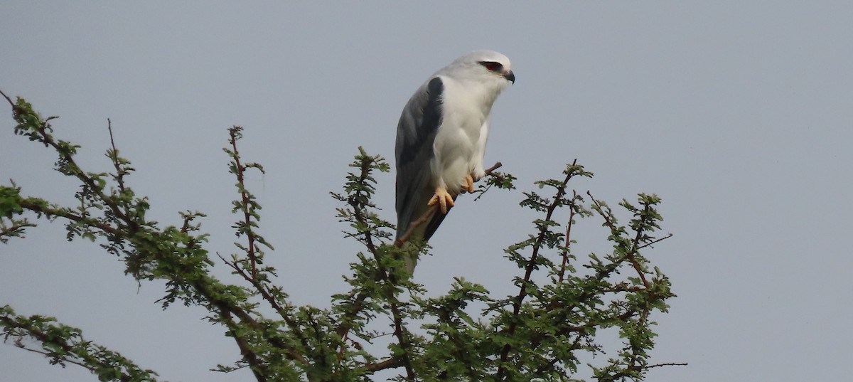 Black-winged Kite - ML646289772