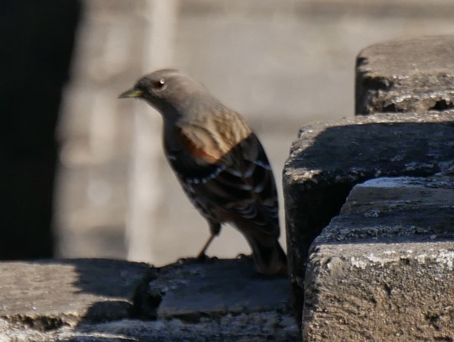 Alpine Accentor - ML646289773