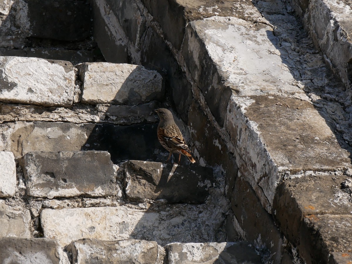 Alpine Accentor - ML646289774