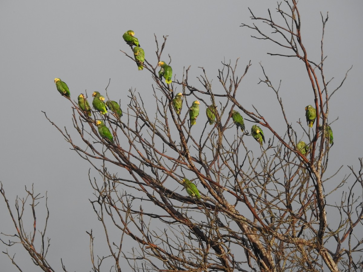 solpapegøye - ML646289775