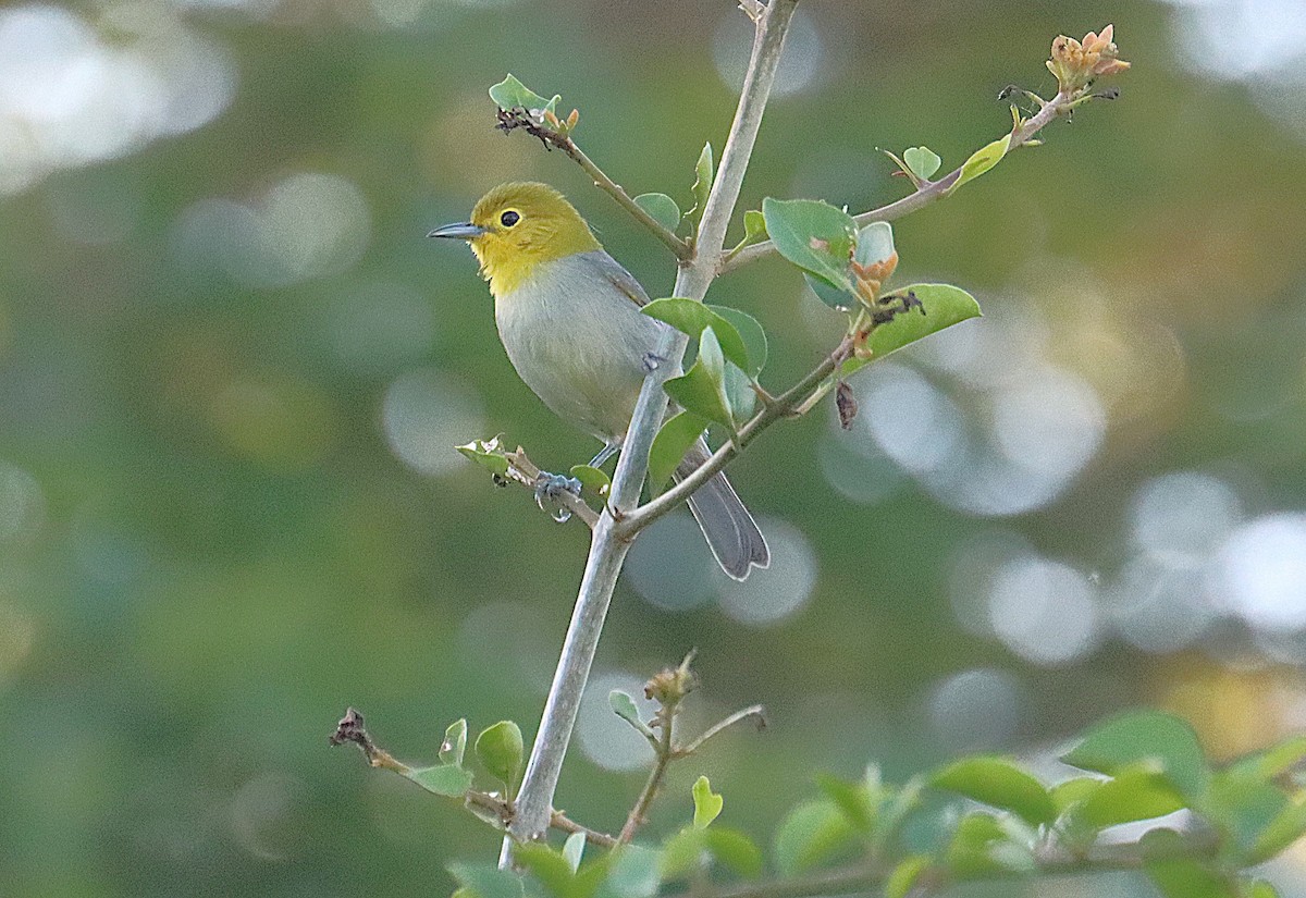 Yellow-headed Warbler - ML646289776