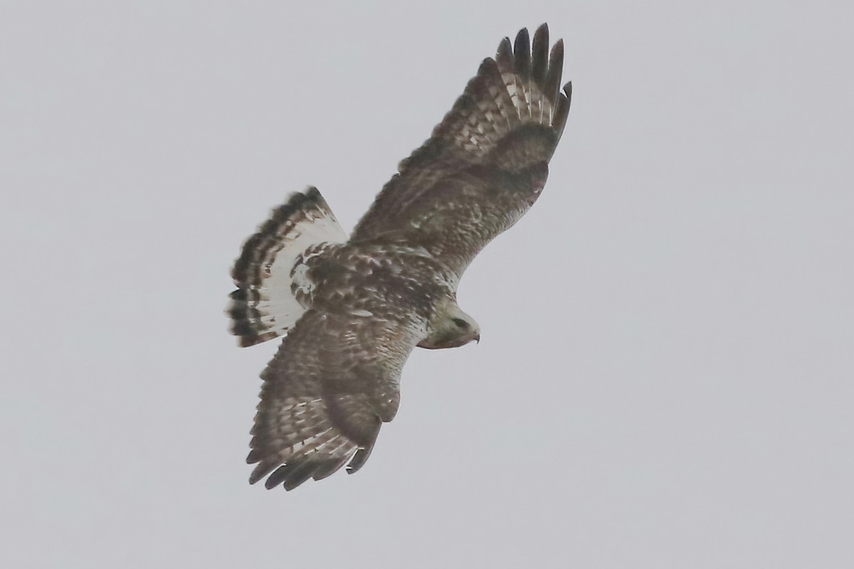 káně rousná - ML646289777