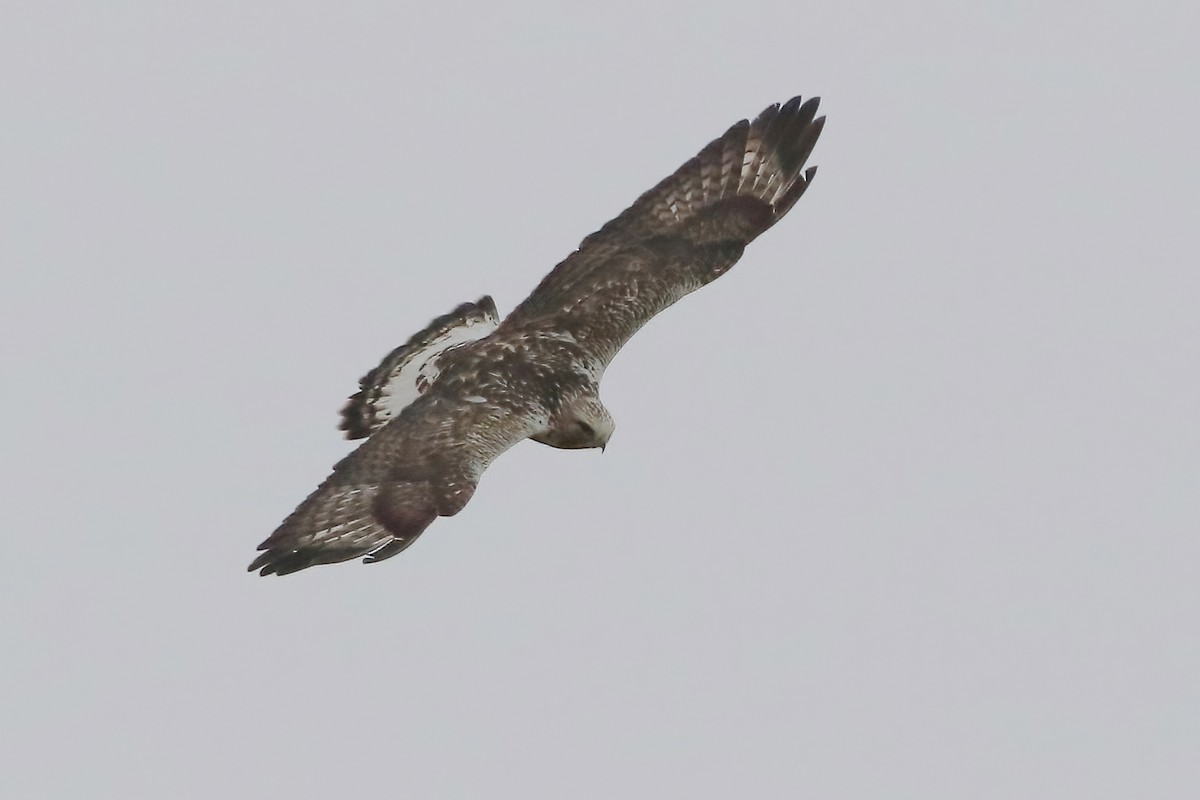 káně rousná - ML646289779