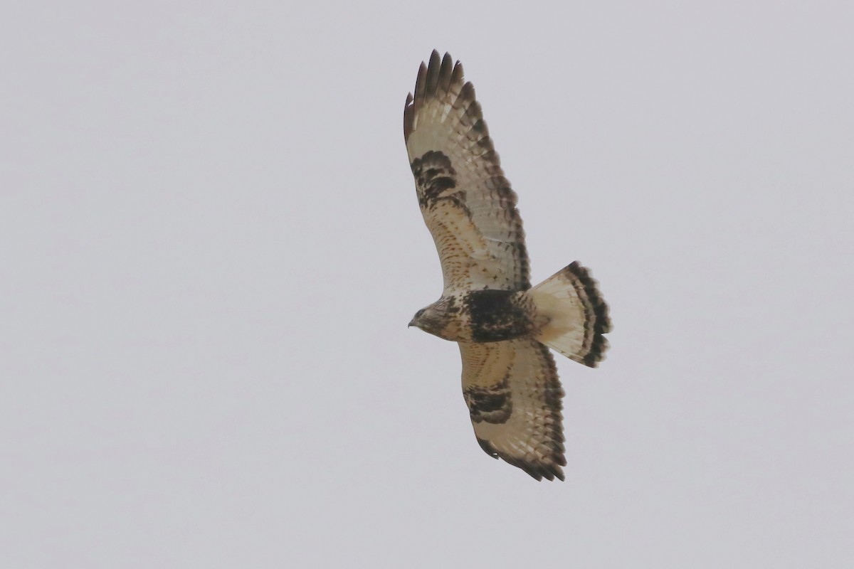 káně rousná - ML646289780