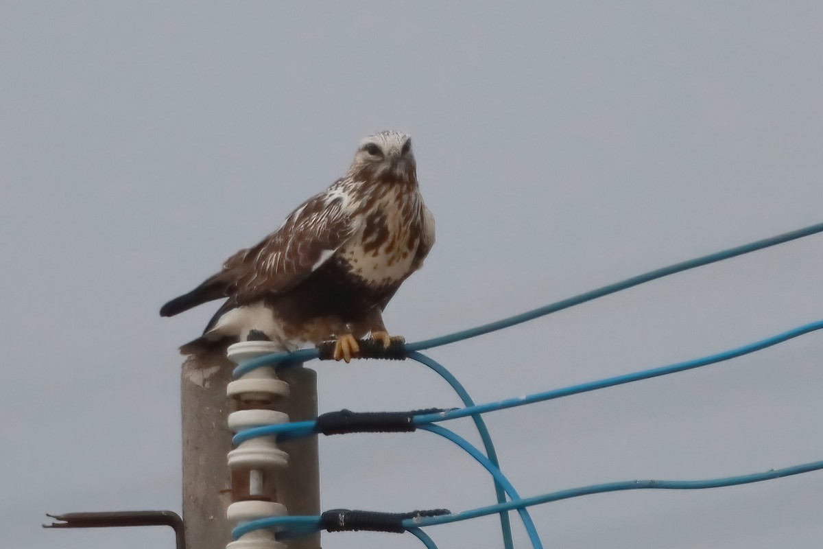 káně rousná - ML646289781