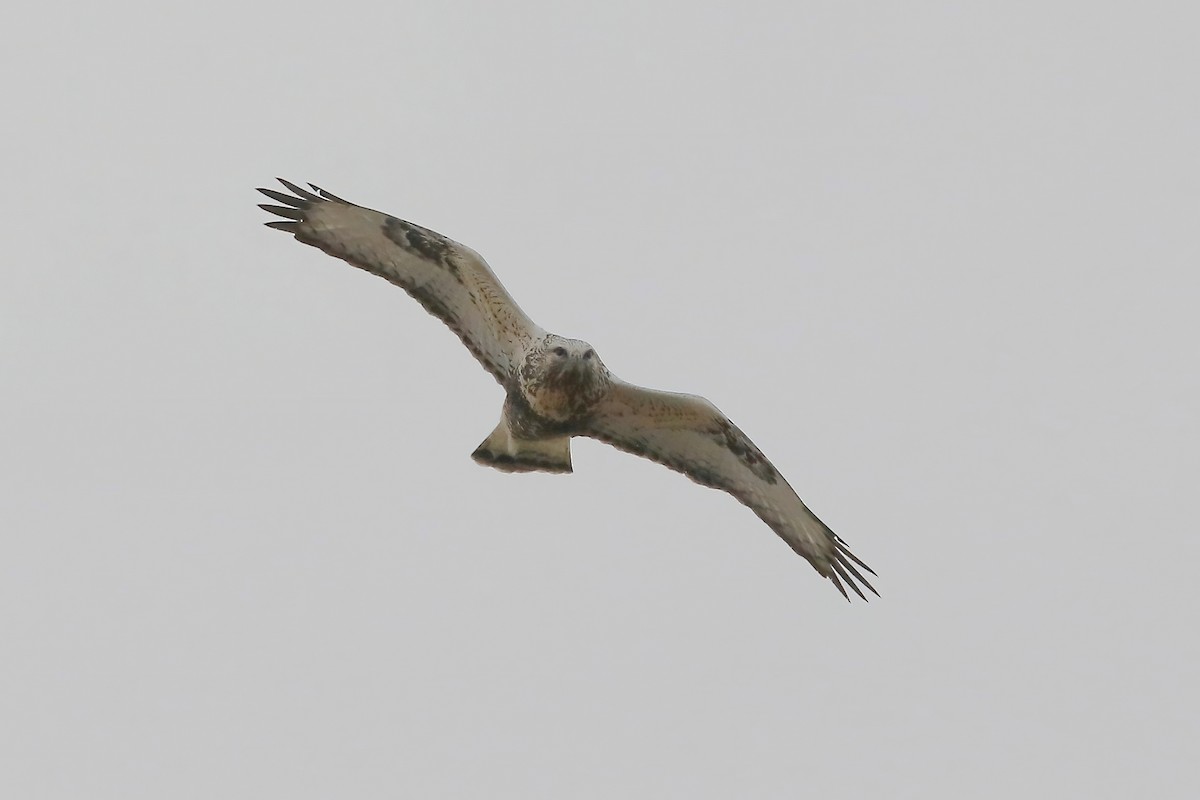 káně rousná - ML646289782